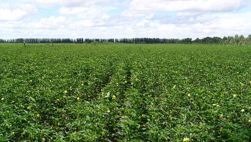 新疆鲁泰丰收棉业有限责任公司与银河棉业 助力中国棉花产业高质量发展